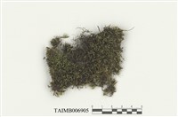 藏品(大麻羽苔)的圖片